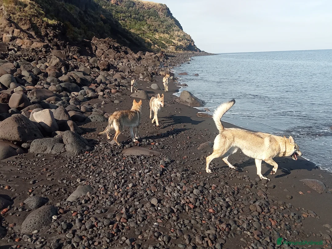 Lupo Cecoslovacco cani in regalo: LUPO CECOSLOVACCO - Annuncio 3
