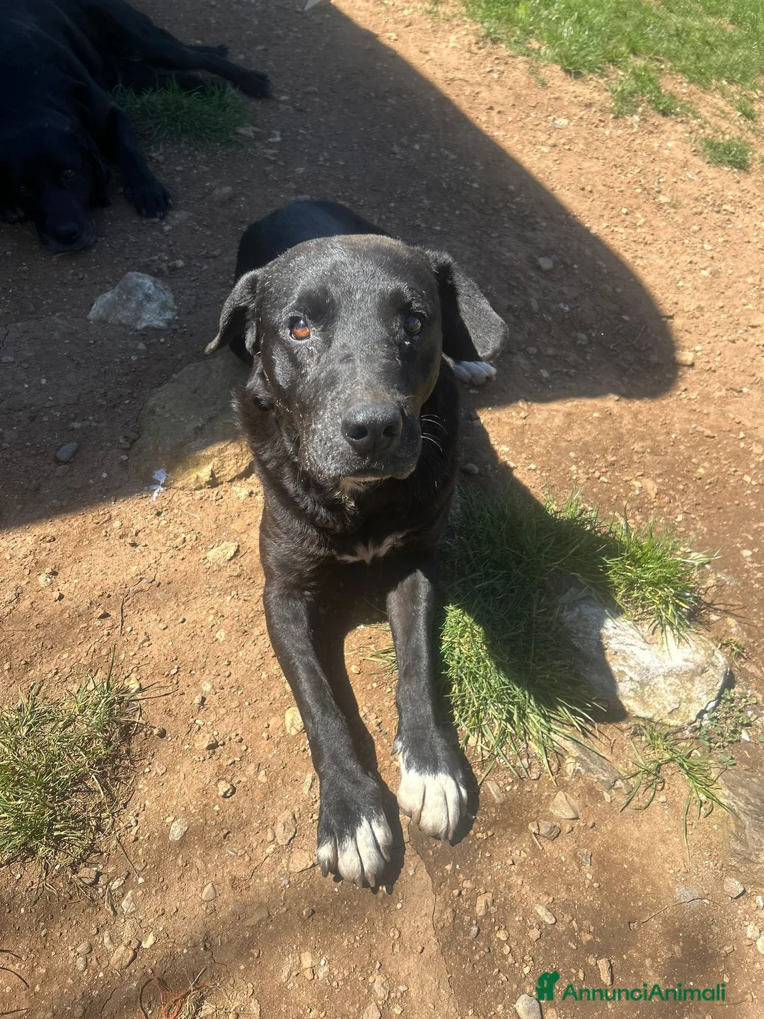 Meticcio cani in regalo: Pluto splendido cagnolone cerca casa  - Annuncio 2