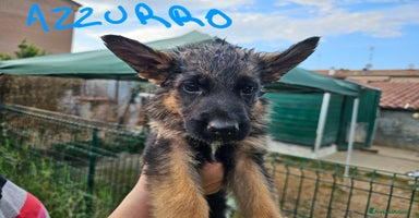 Pastore Tedesco cani a Provincia di Ferrara - Annuncio 3