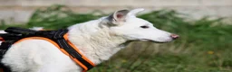 Meticcio cani in regalo: Erik in adozione - Annuncio 7