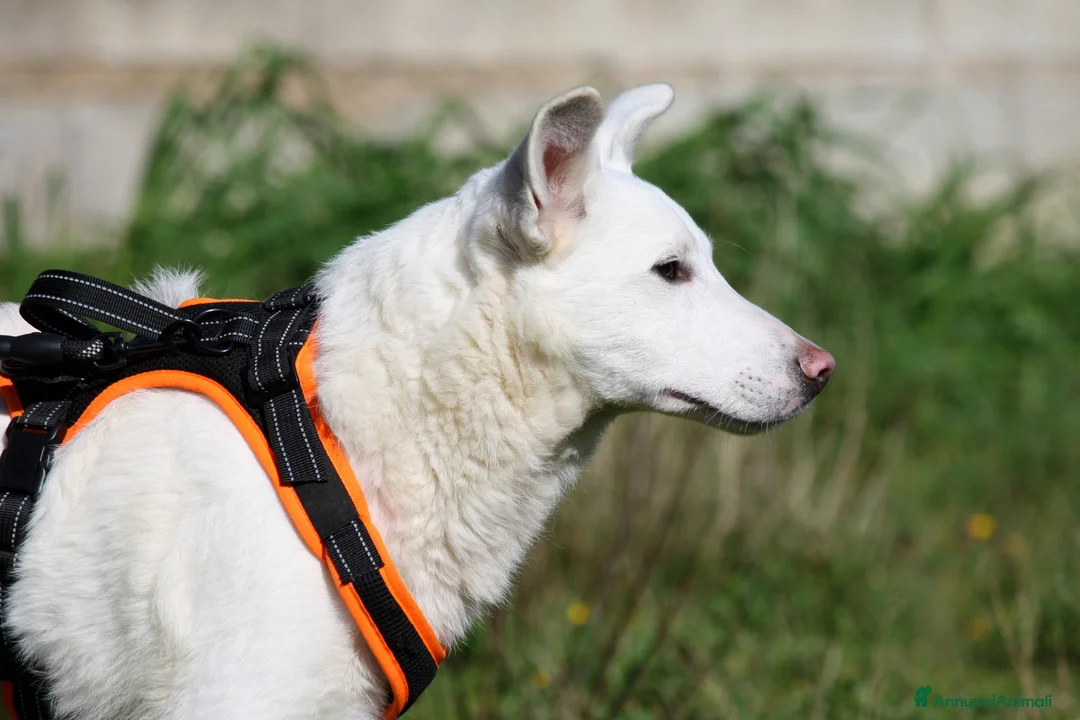 Meticcio cani in regalo: Erik in adozione - Annuncio 7