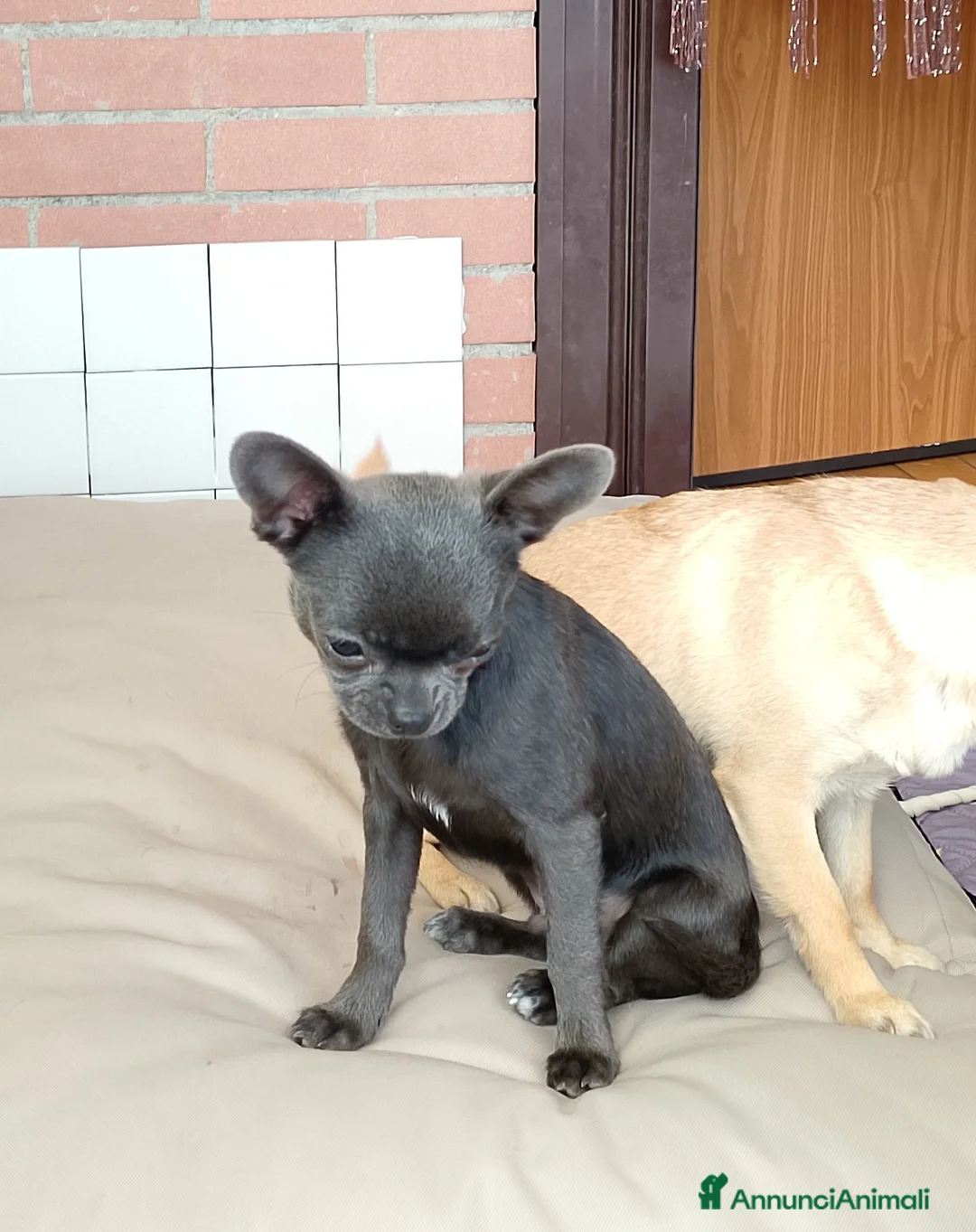 Chihuahua cani in vendita: Chihuahua con pedigree ENCI  - Annuncio 2