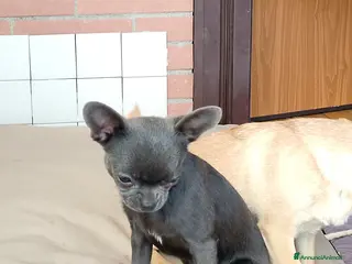 Chihuahua cani Chihuahua con pedigree ENCI - Annuncio 1