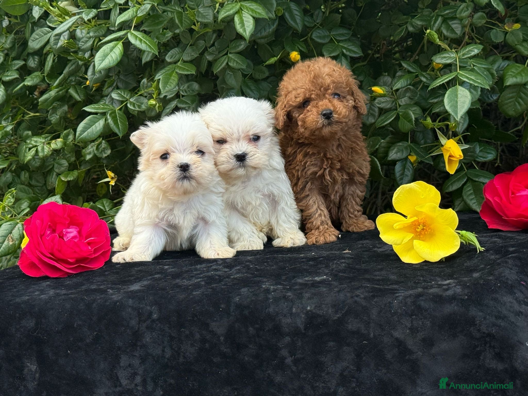 Barboncino Toy cani Barboncino Cucciolo TREQUARTIDILUNA - Annuncio 1