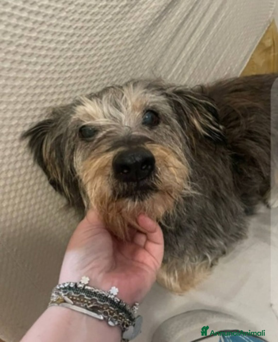 Meticcio cani in regalo: Simil Yorkshire 10anni kg8recuperata in strada SUD - Annuncio 1