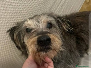 Meticcio cani Simil Yorkshire 10anni kg8recuperata in strada SUD - Annuncio 10