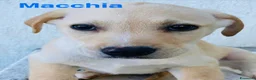 Meticcio cani in regalo: Cuccioli 2 mesi e mezzo taglia media - Annuncio 4