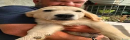 Golden Retriever cani in vendita: Femmina e maschio Golden retriever  - Annuncio 8