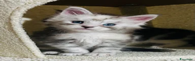 Maine Coon 3