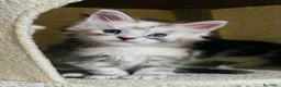 Maine Coon gatti in vendita: Maine coon con pedigree  - Annuncio 9