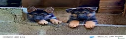 Pastore Tedesco cani in vendita: Cuccioli di pastore tedesco  - Annuncio 3