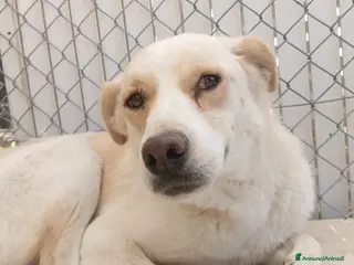 Meticcio cani DANTE - Annuncio 11