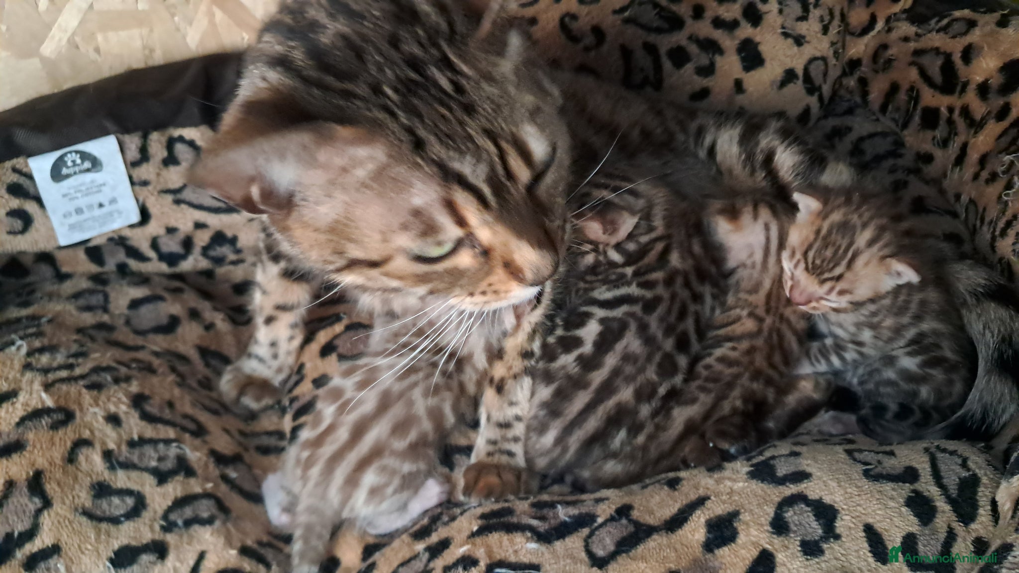 Bengala gatti Cucciolo Bengala snow maschio - Annuncio 1