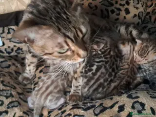 Bengala gatti Cucciolo Bengala snow maschio - Annuncio 1