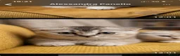 Scottish gatti in vendita: Disponibili Scottish Straight e Fold-Hill Flowers  - Annuncio 13