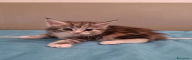 Fodla Dolci Fusa