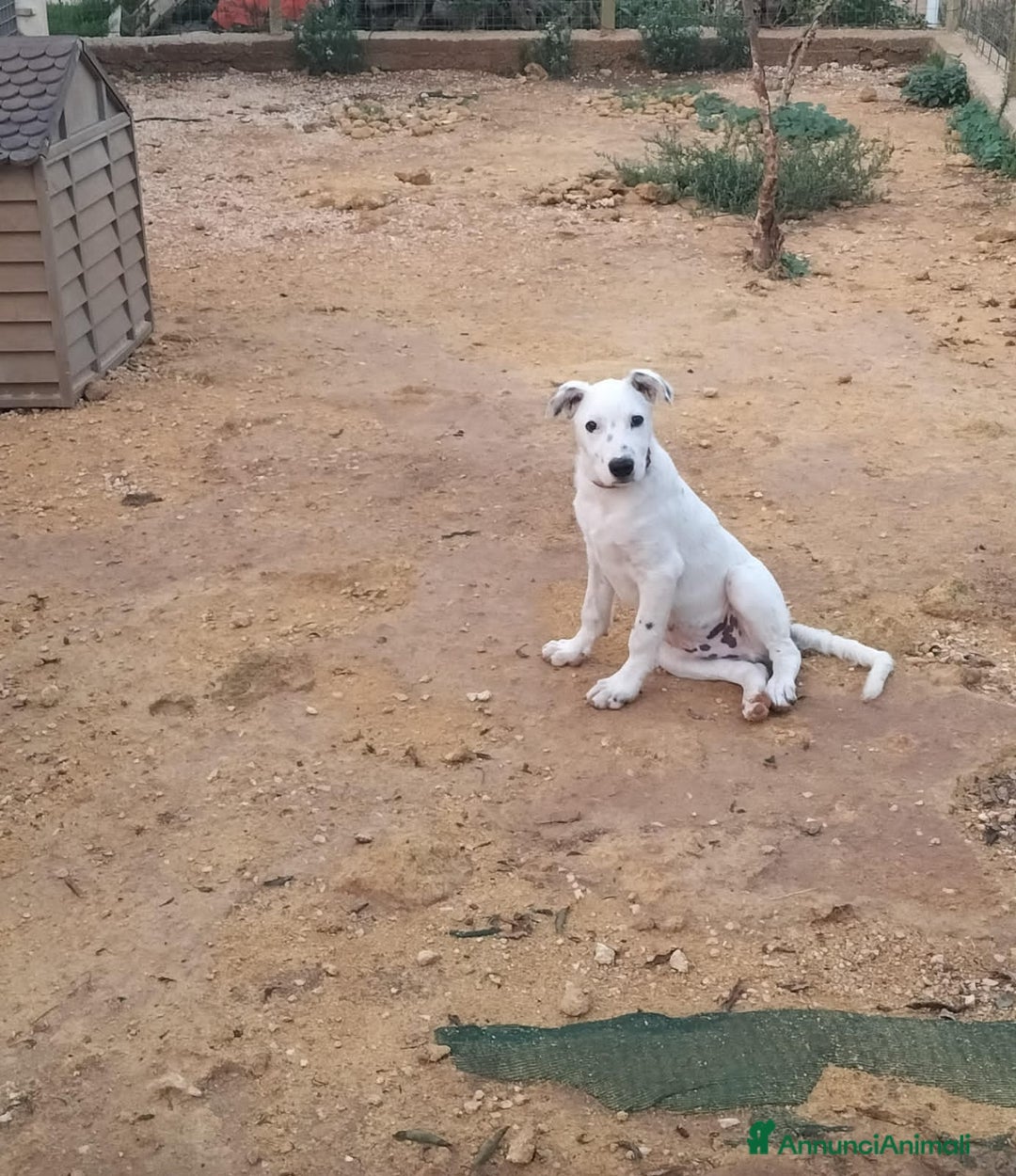 Altre razze cani in regalo: OTI 3 MESI - Annuncio 2