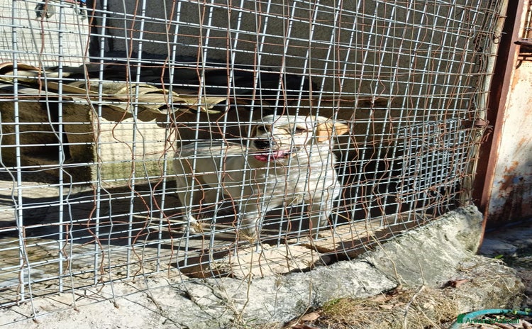Meticcio cani a Provincia di Bergamo - Annuncio 15
