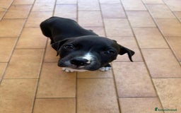 American Staffordshire cani in vendita: Annuncio URGENTE vendo cuccioli di AMSTAFF a Città metropolitana di Roma Capitale - Immagine 2