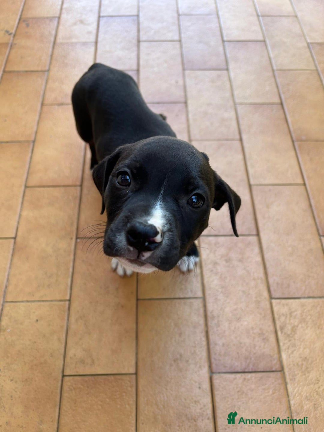 American Staffordshire cani in vendita: Annuncio URGENTE vendo cuccioli di AMSTAFF a Città metropolitana di Roma Capitale - Immagine 2