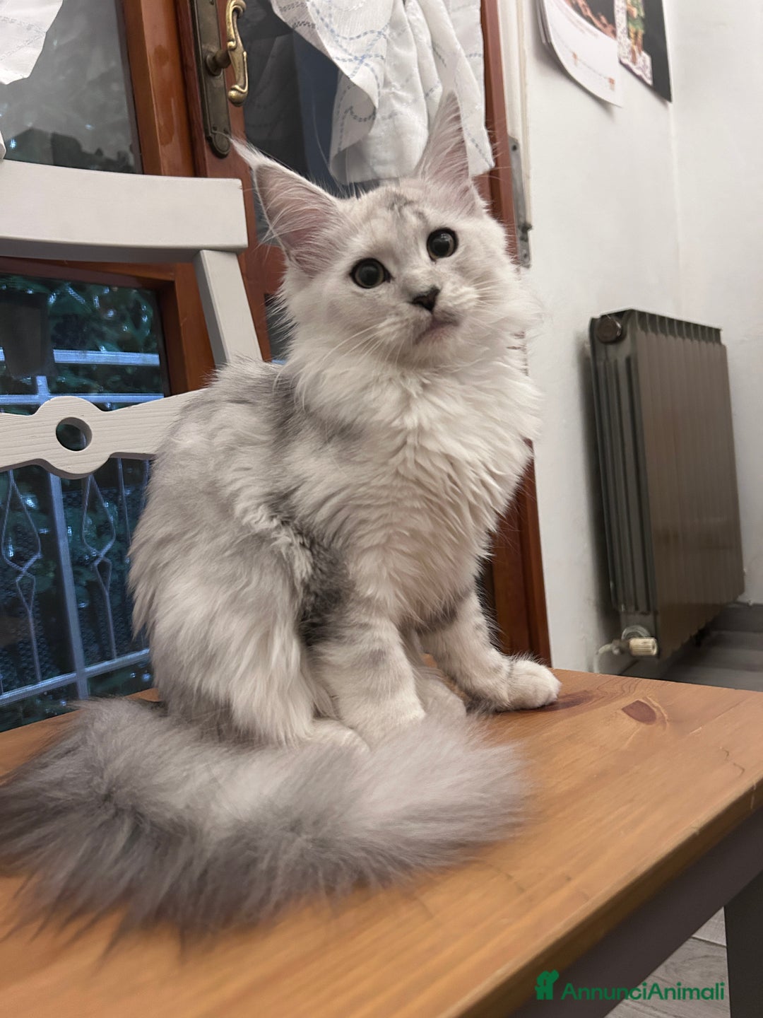 Maine Coon gatti in vendita: Maine Coon femmina ped. Anfi - Annuncio 9