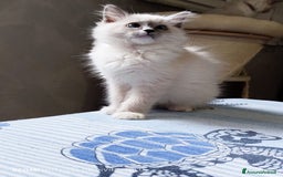 Ragdoll gatti in vendita: Ragdoll  cuccioli  a Torino - Immagine 7