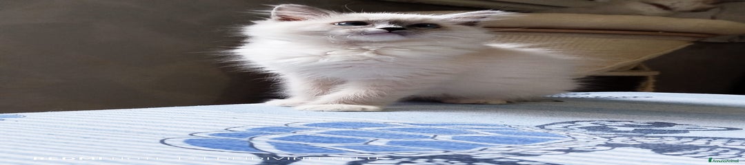 Ragdoll Gattino 2