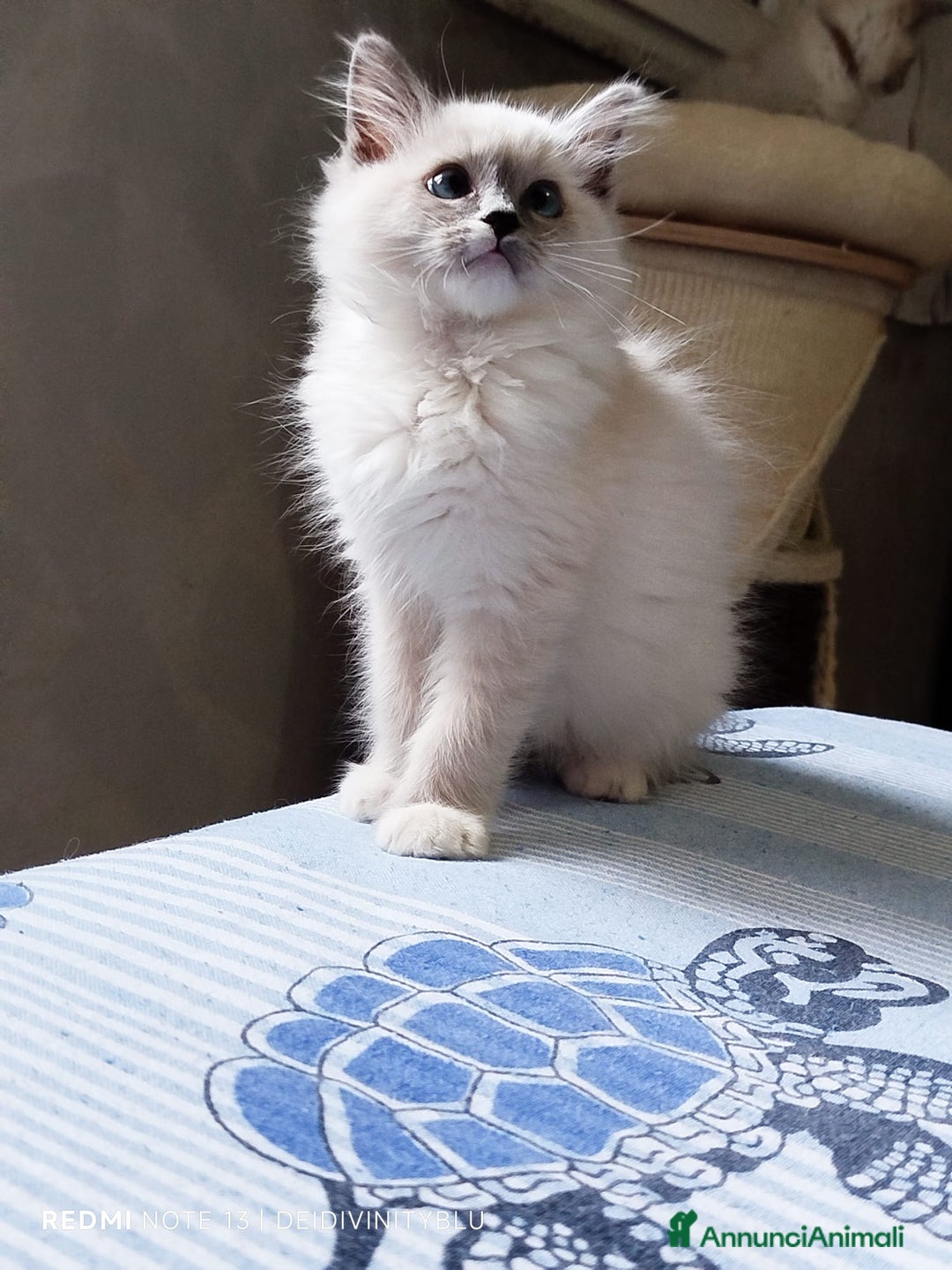 Ragdoll gatti in vendita: Ragdoll  cuccioli  a Torino - Immagine 7