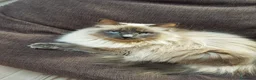 Siberiano gatti in vendita: Gattini di razza siberiana ipoallergenici, neva - Annuncio 9