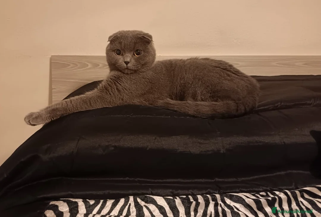 Scottish gatti per accoppiamento: CERCO FIDANZATO BRITISCH a Provincia di Piacenza - Annuncio 2