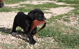 Cane Corso cani in vendita: Cuccioli di Cane Corso Selezionati - Immagine 1