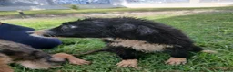 Meticcio cani in regalo: DRUSILLA 🩷 IL FASCINO È SPETTINATO ⭐ a Provincia di Vicenza - Annuncio 4