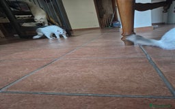 Ragdoll gatti in vendita: Cucciola femmina ragdoll a Città metropolitana di Milano - Immagine 4