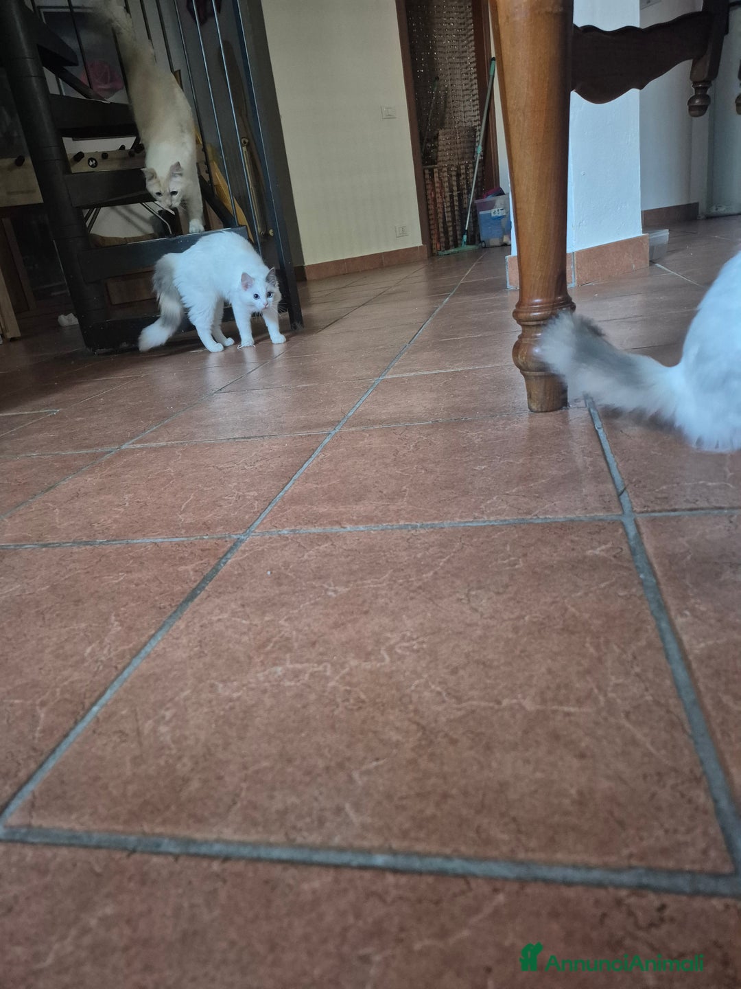 Ragdoll gatti in vendita: Cucciola femmina ragdoll a Città metropolitana di Milano - Immagine 4