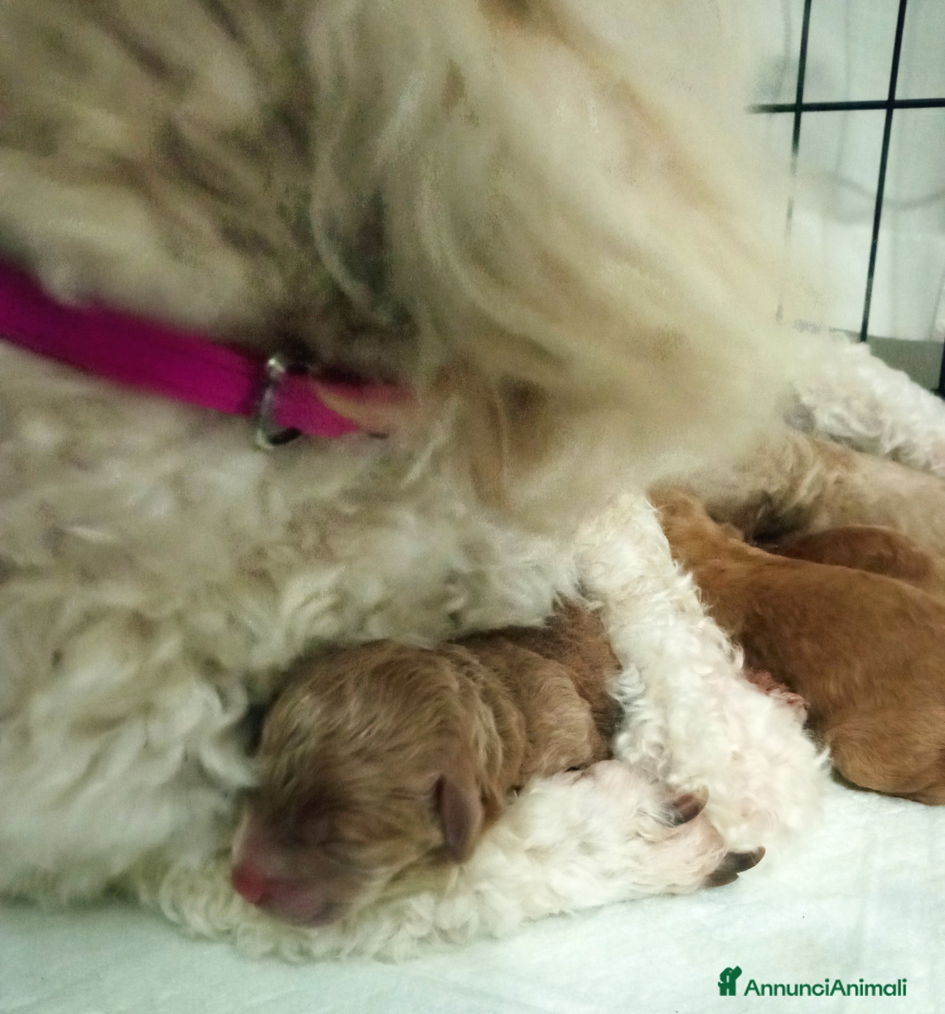 Barboncino cani Barboncini cuccioli con pedigree ENCI  a Provincia di Treviso - Annuncio 10