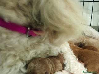 Barboncino cani Barboncini cuccioli con pedigree ENCI a Provincia di Treviso - Annuncio 32