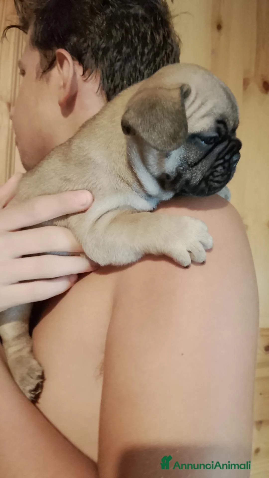 Bulldog Francese cani in vendita: Splendidi cuccioli di bouldogue francese  - Annuncio 2