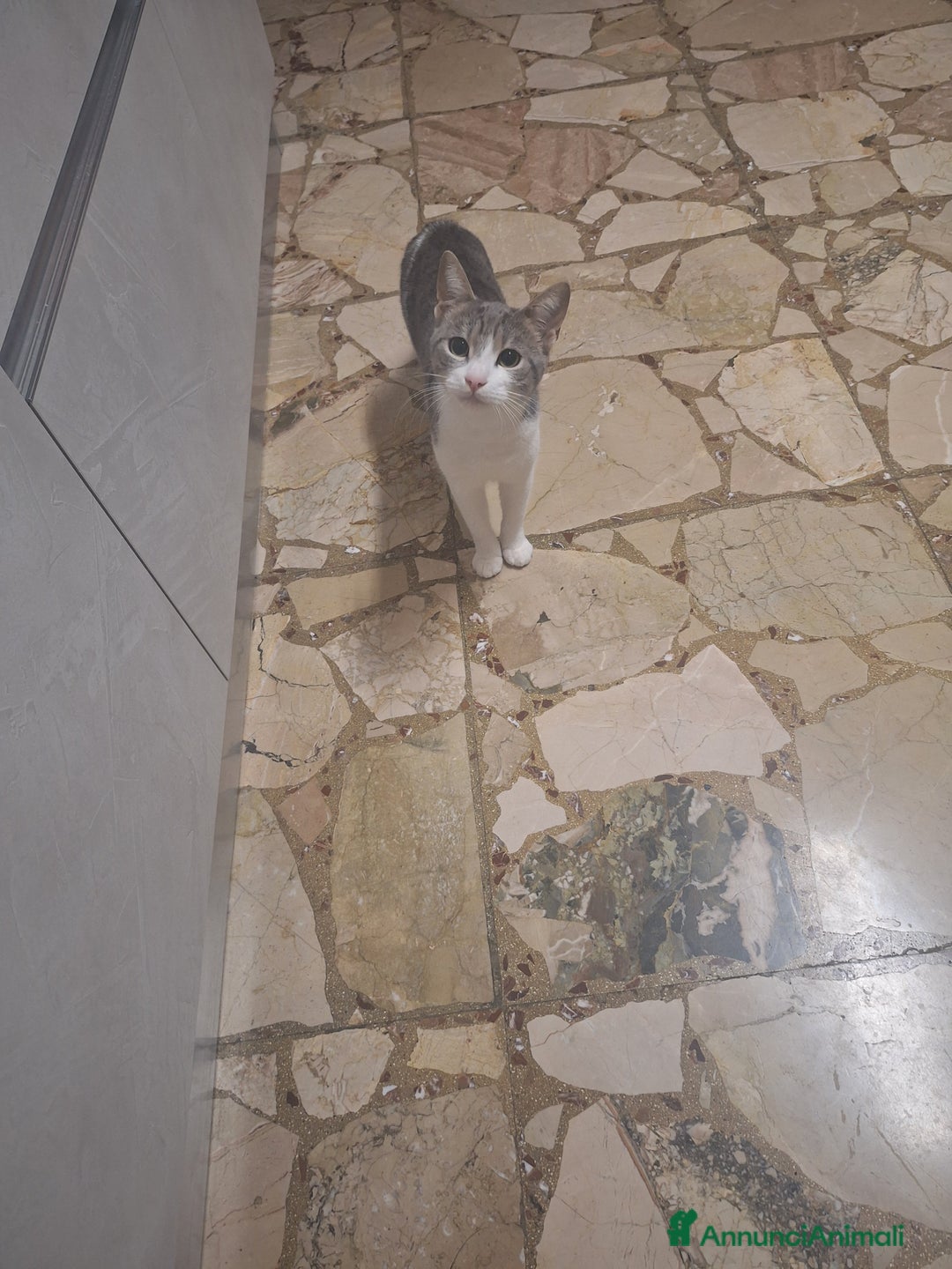 Meticcio gatti in regalo: Regalo - Annuncio 2