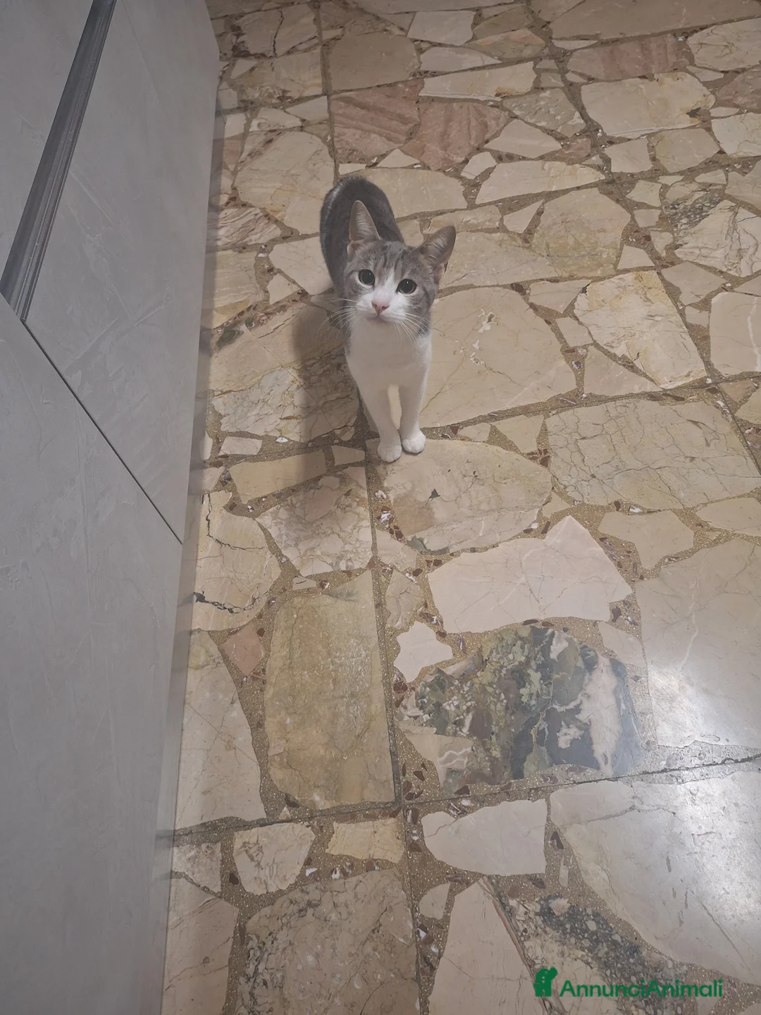 Meticcio gatti in regalo: Regalo - Annuncio 2