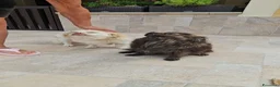 Meticcio cani in regalo: Alessia: taglia piccola, socievole, equilibrata - Annuncio 8