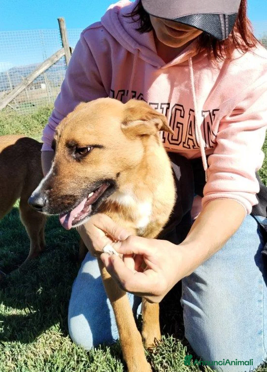 Meticcio cani in regalo: Vulcano lupacchiotto timidino chiuso in canile a Provincia di Latina - Annuncio 4