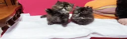 Persiano gatti in vendita: Cuccioli di Persiano - Annuncio 3