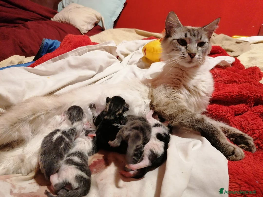 Ragdoll gatti in regalo: Micci dolcissimi - Annuncio 6