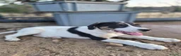 Meticcio cani in regalo: 5mesiDOPO 7G NN LO VOGLIONO+!OK GATTI.MONZA BRIANZ - Annuncio 3