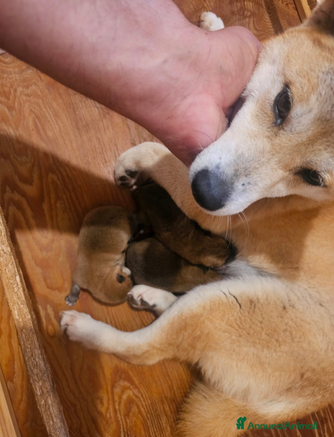 Shiba Inu cani Shiba maschietto - Annuncio 8