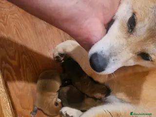 Shiba Inu cani Shiba maschietto - Annuncio 1