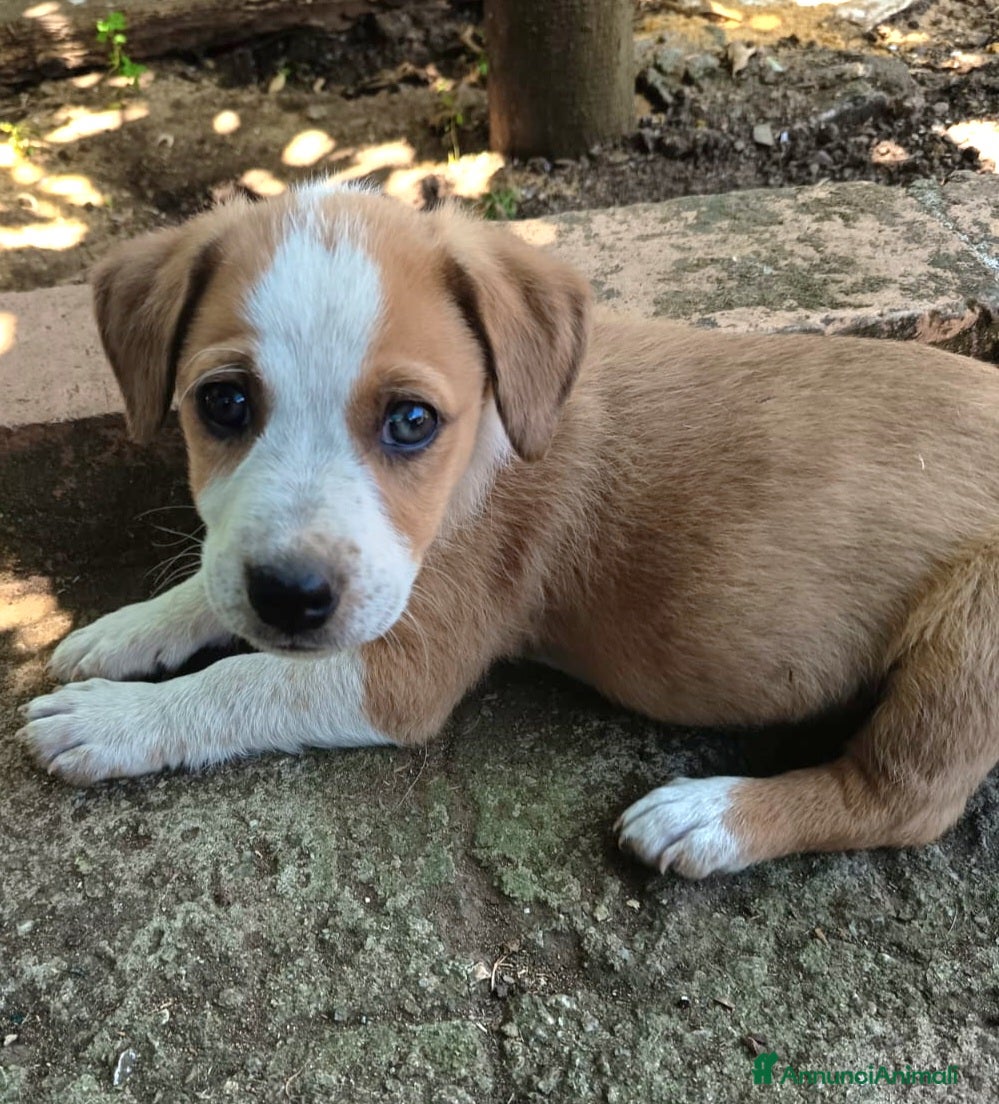 Meticcio cani UNA MAMMA PER BIRILLO - Annuncio 8