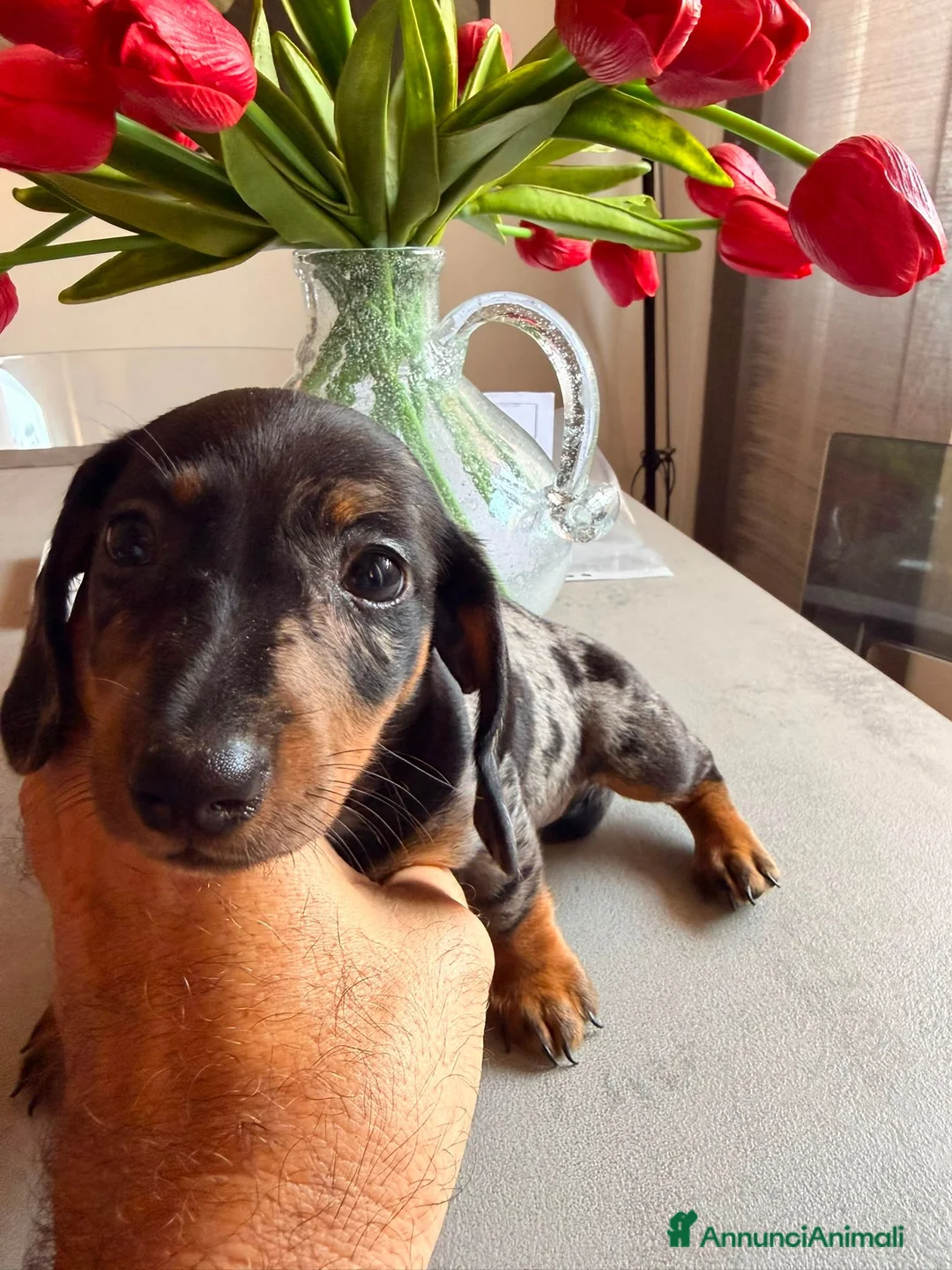 Bassotto cani in vendita: 2 Bassotti .uno arlecchino,e nero focato a Città metropolitana di Roma Capitale - Annuncio 2