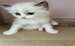 Ragdoll gatti in vendita: Cucciolo ragdoll seal bicolor e seal mitted a Provincia di Forlì-Cesena - Immagine 1