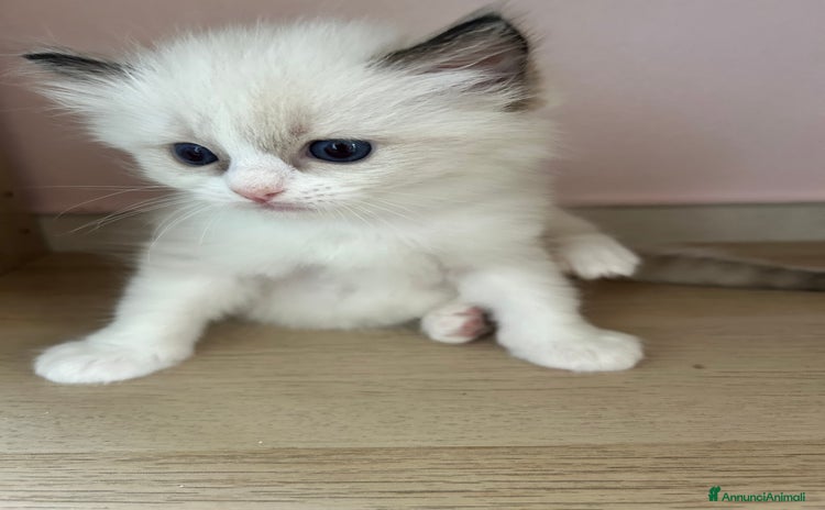 Ragdoll gatti a Provincia di Forlì-Cesena - Annuncio 11